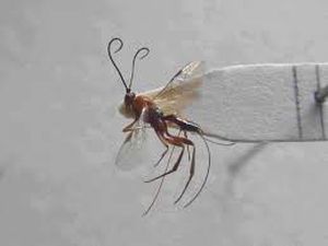 uploads/images/pest/potato tuber moth.jpg